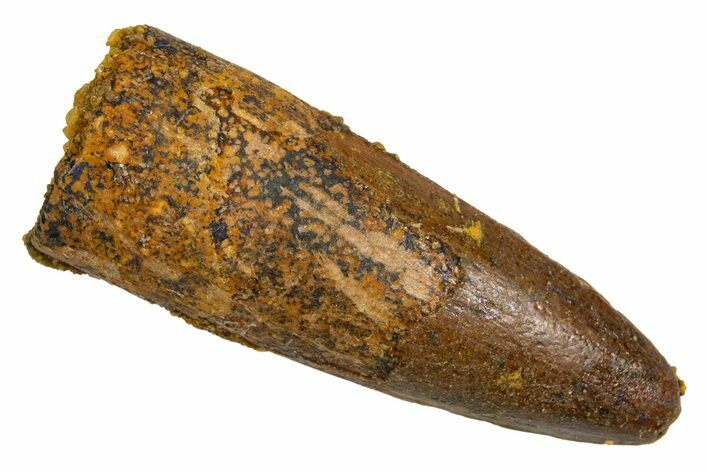 Fossil Spinosaurus Tooth - Real Dinosaur Tooth #326188